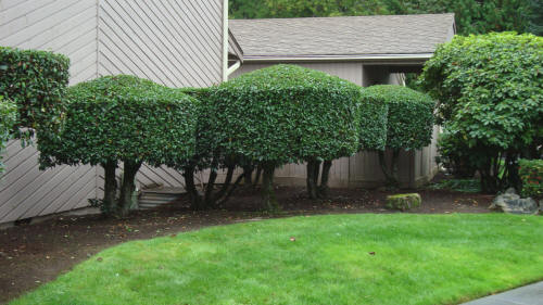 Condominium Association Landscaping Maintenance